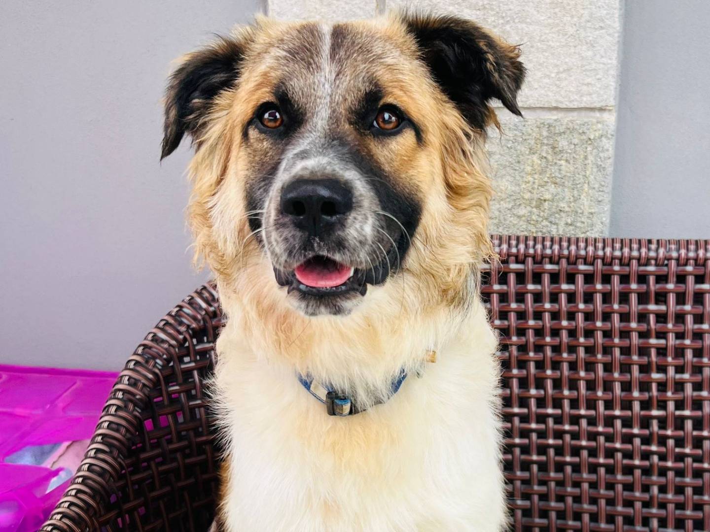 Adotta un cane, taglia media, maschio, Genova