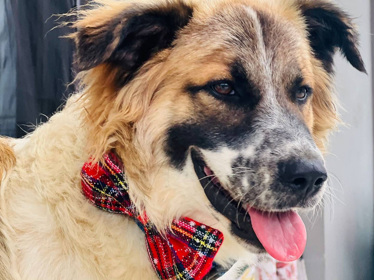 Vuoi adottare un cane a Genova?