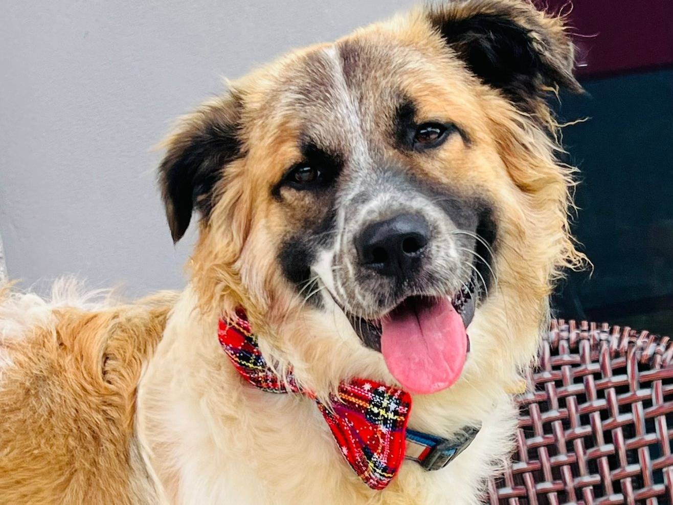 Adotta il cane Leone a Genova