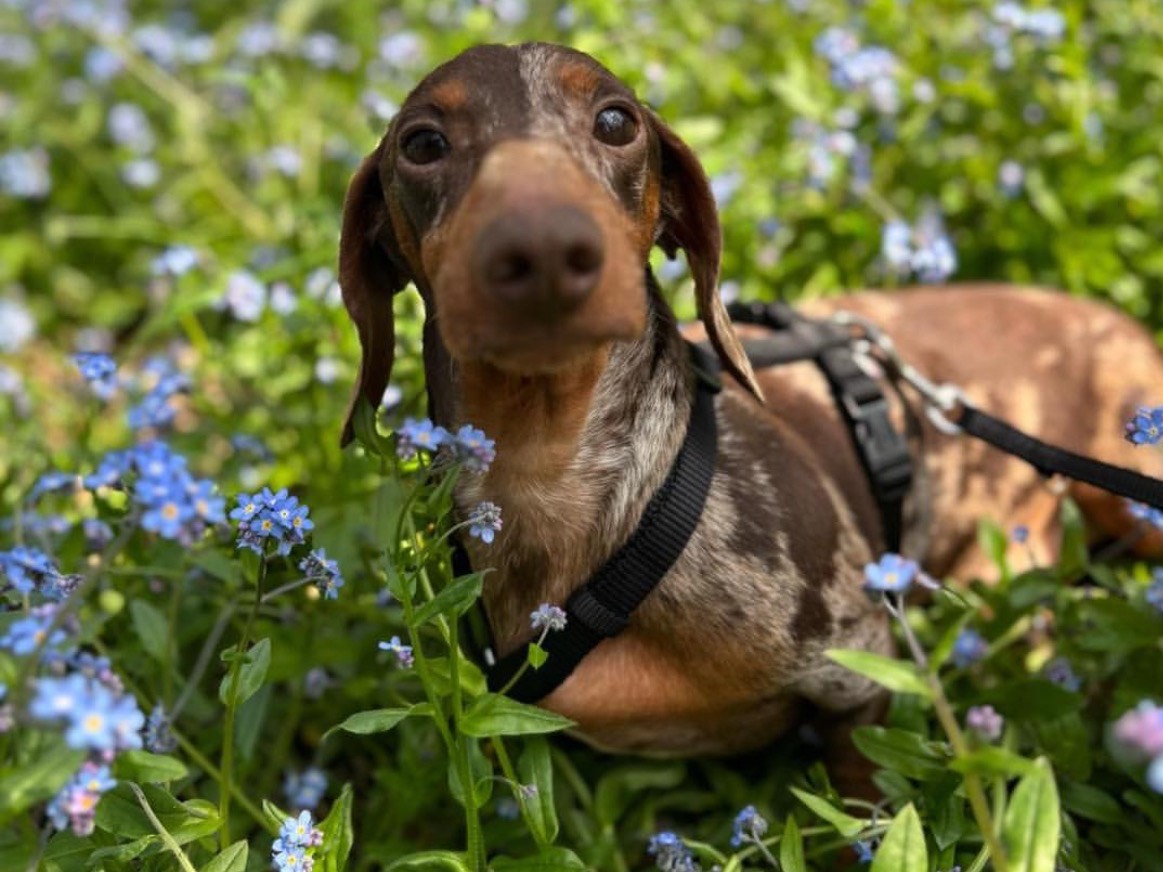 Adozione cane, maschio, Bassotto Razza sconosciuta, 4 anni e 3 mesi, taglia piccola, Milano