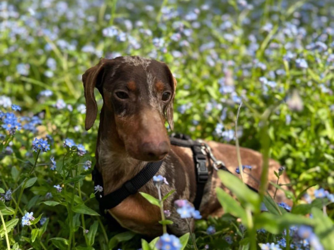 Adotta un cane, taglia piccola, maschio, Milano