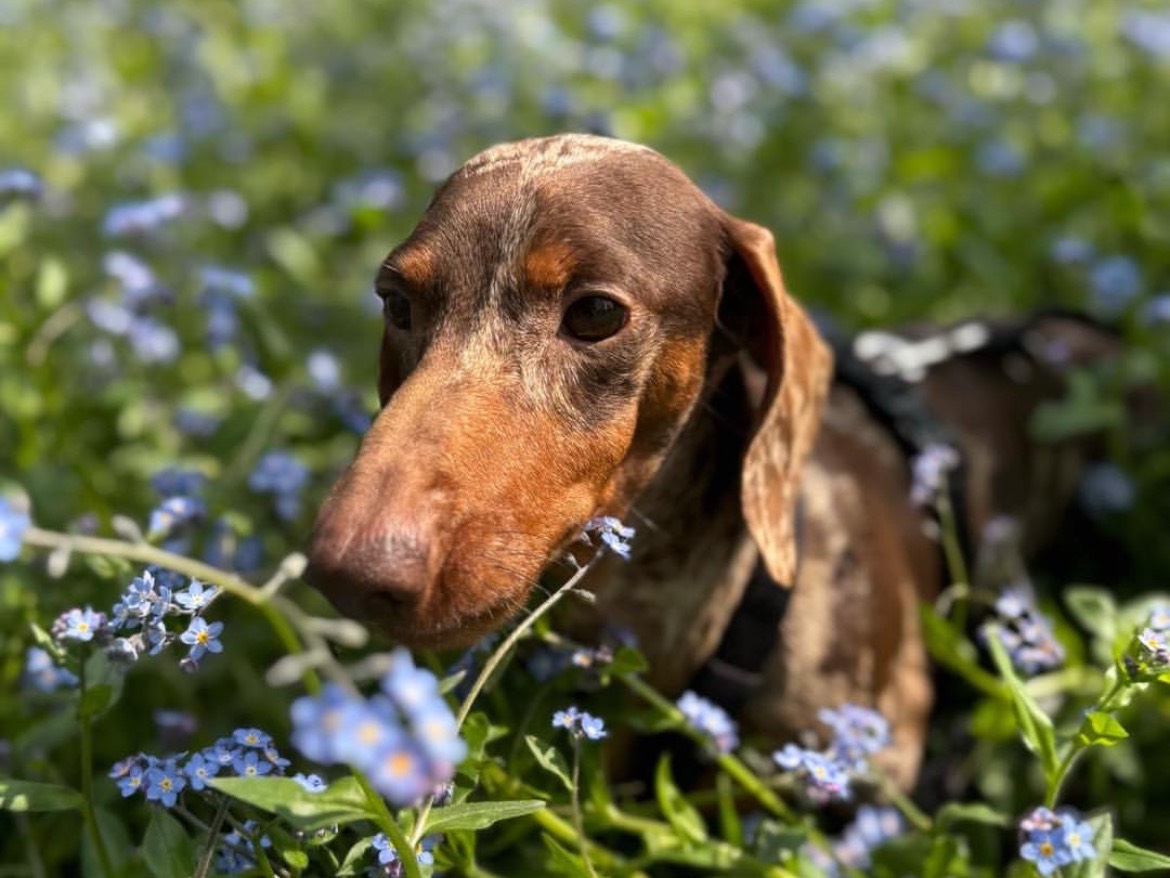 Vuoi adottare un cane a Milano?