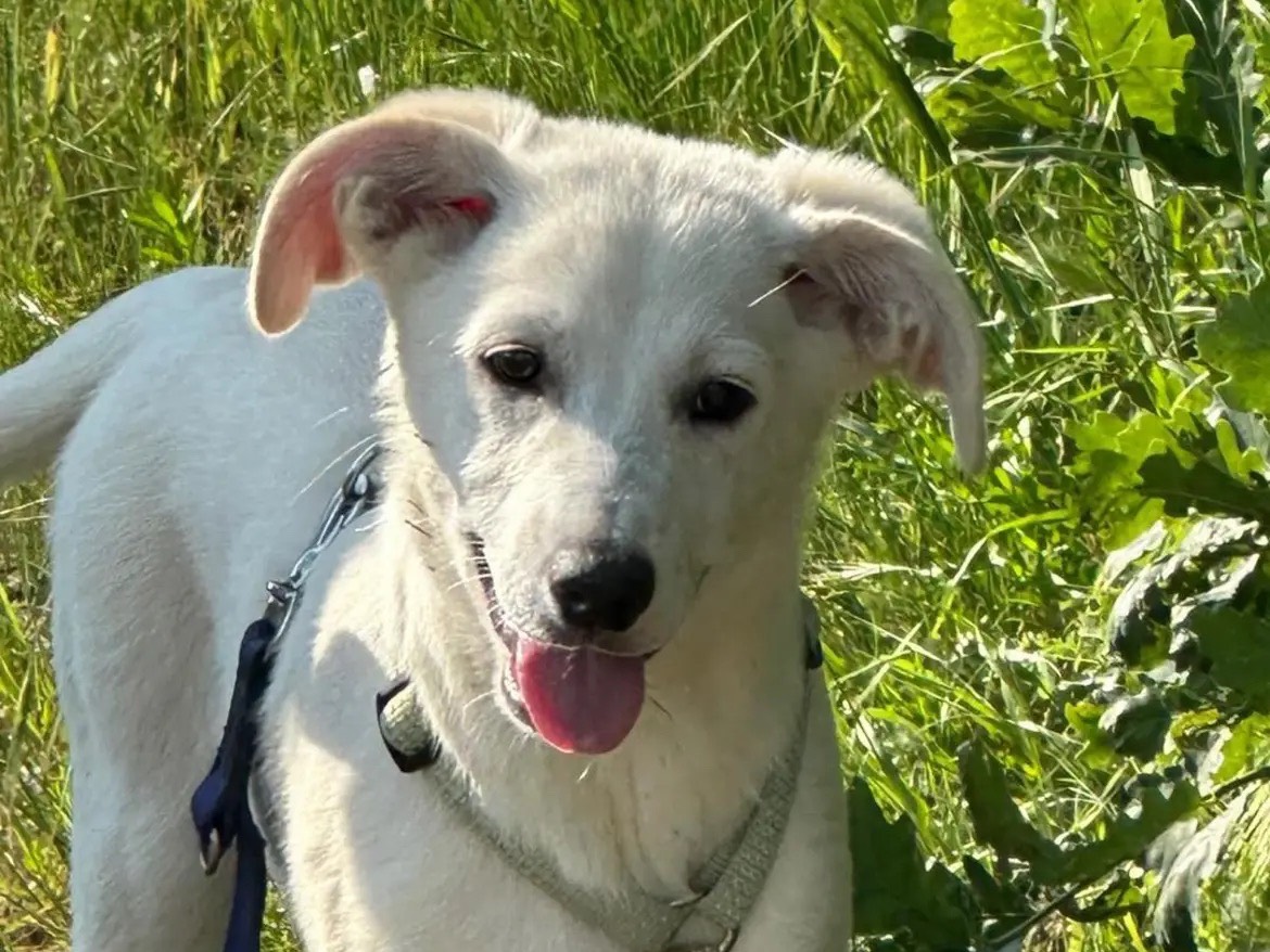 Adozione cane, maschio, Razza sconosciuta Razza sconosciuta, 6 mesi, taglia media, Milano