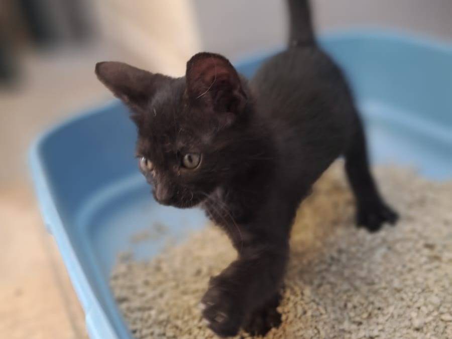 Adozione gatto, femmina, Razza sconosciuta Razza sconosciuta, 1 mesi, taglia non valida, Taranto