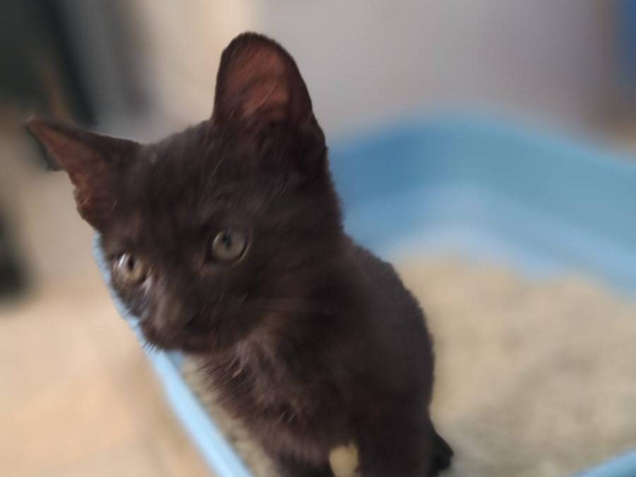 Adotta un gatto, femmina, 1 mesi, Taranto