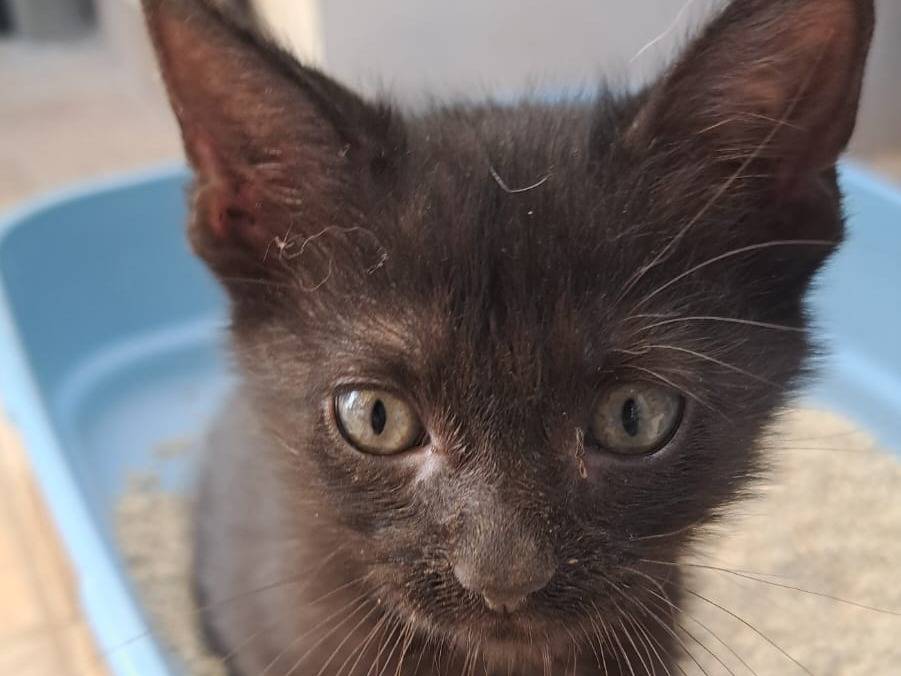 Adotta un gatto, taglia non valida, femmina, Taranto