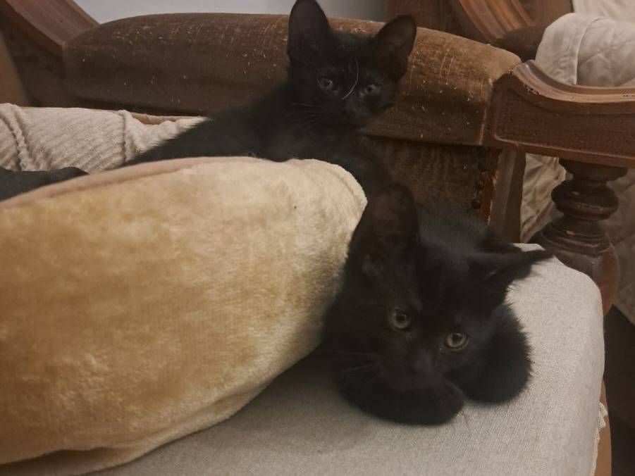 Vuoi adottare un gatto a Taranto?