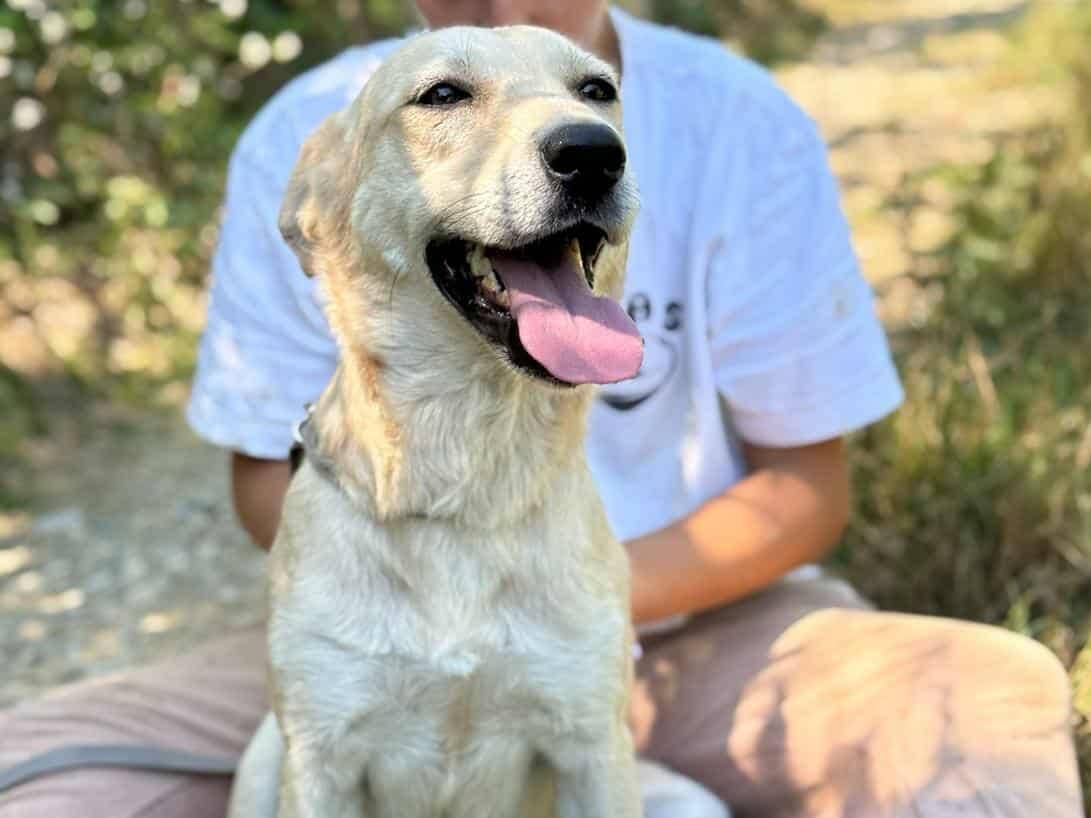Adotta un cane, femmina, 3 anni e 5 mesi, Firenze