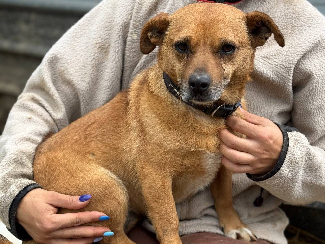 Adozione cane, femmina, Razza sconosciuta Razza sconosciuta, 6 anni e 11 mesi, taglia piccola, Firenze