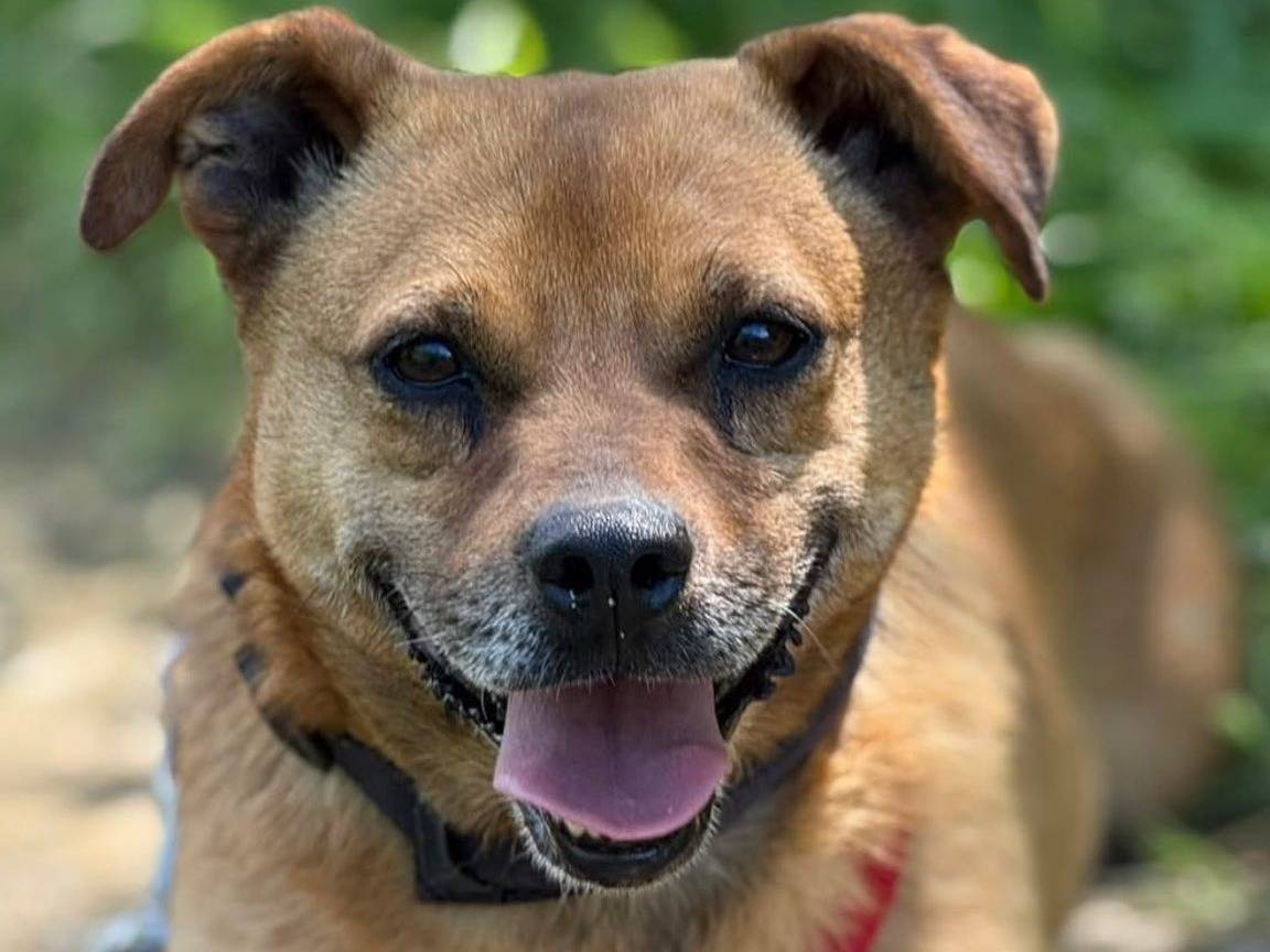 Adotta un cane, femmina, 6 anni e 11 mesi, Firenze