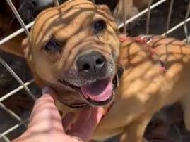 Adotta un cane, taglia piccola, femmina, Firenze