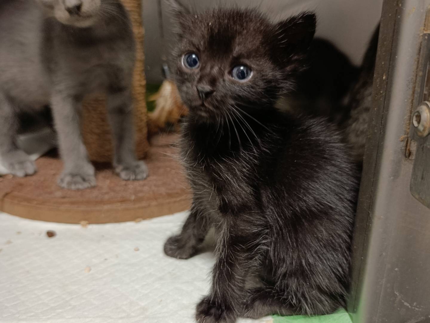 Vuoi adottare un gatto a Roma?