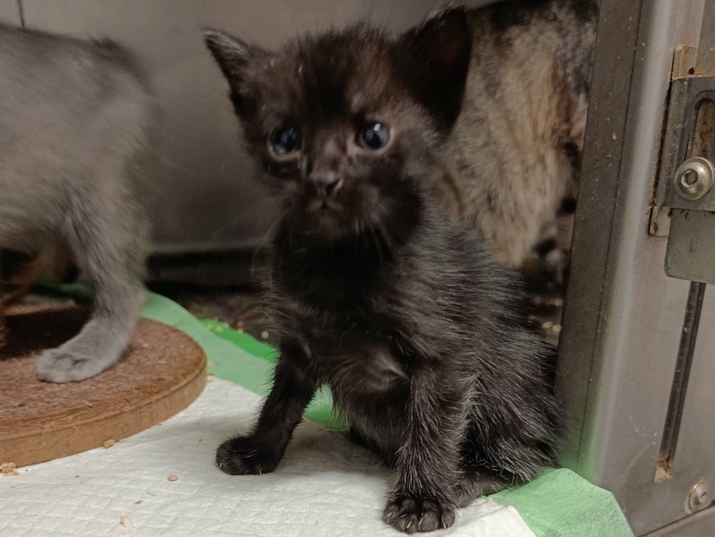 Adotta il gatto Nerone a Roma