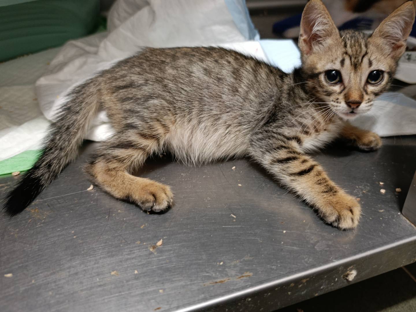 Vuoi adottare un gatto a Roma?