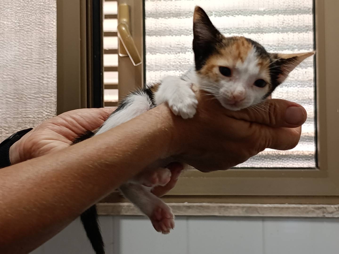 Adozione gatto, femmina, Razza sconosciuta Razza sconosciuta, 3 settimane, taglia non valida, Roma