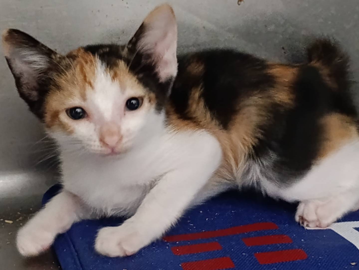 Adotta un gatto, femmina, 3 settimane, Roma