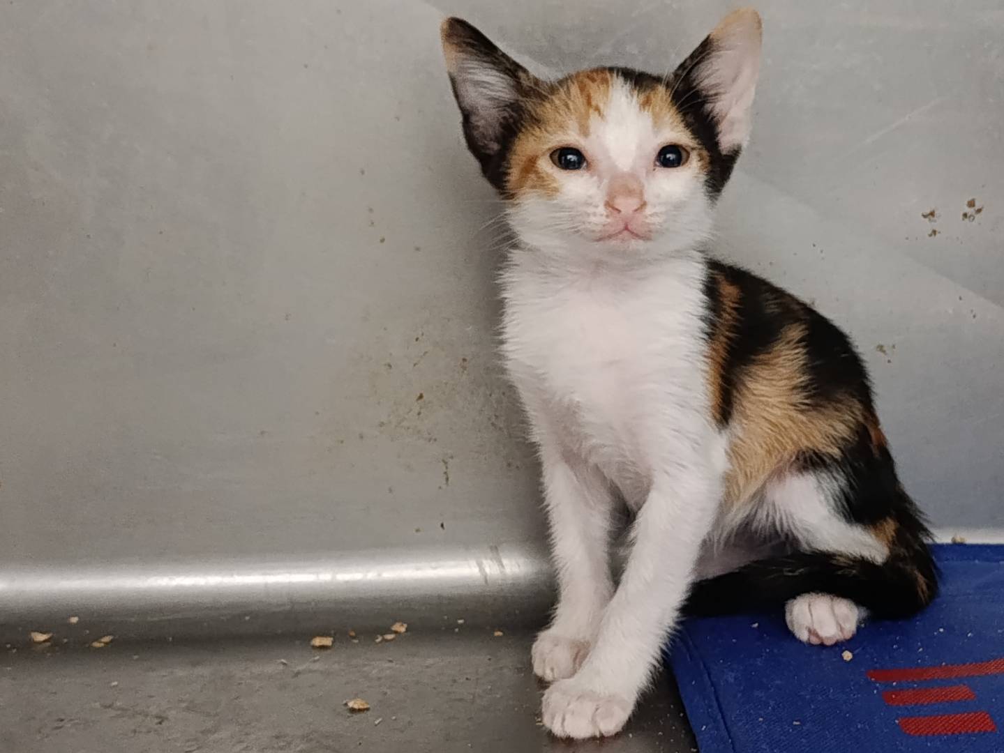 Adotta un gatto, taglia non valida, femmina, Roma