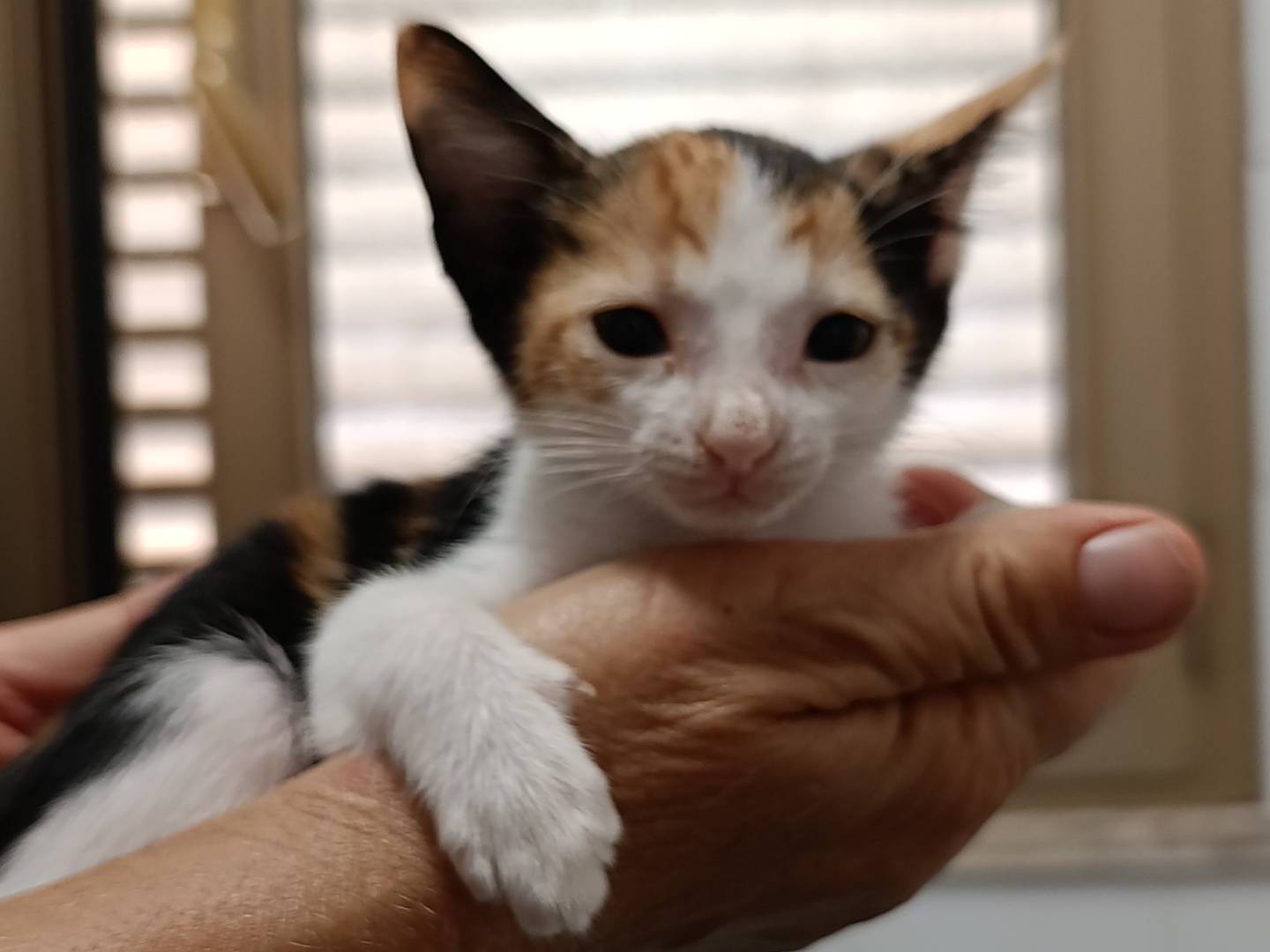 Vuoi adottare un gatto a Roma?