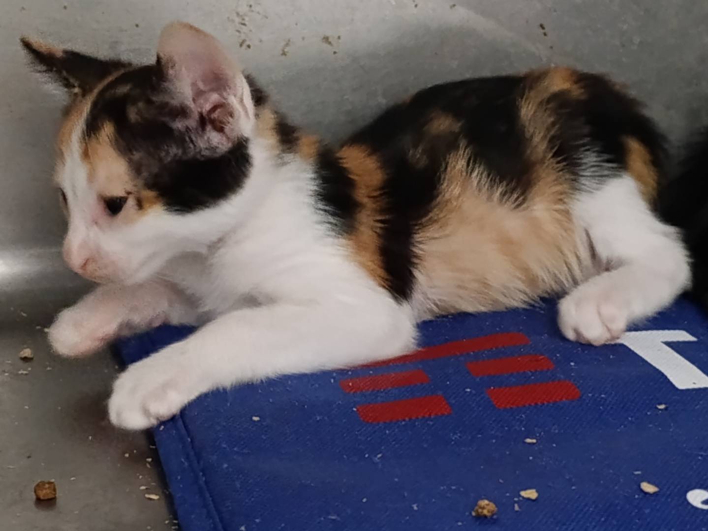 Adotta il gatto Drusilla a Roma