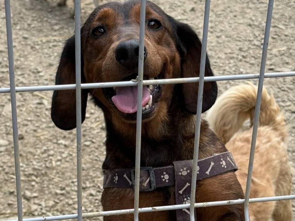 Adozione cane, femmina, Segugio Razza sconosciuta, 3 anni e 10 mesi, taglia media, Firenze