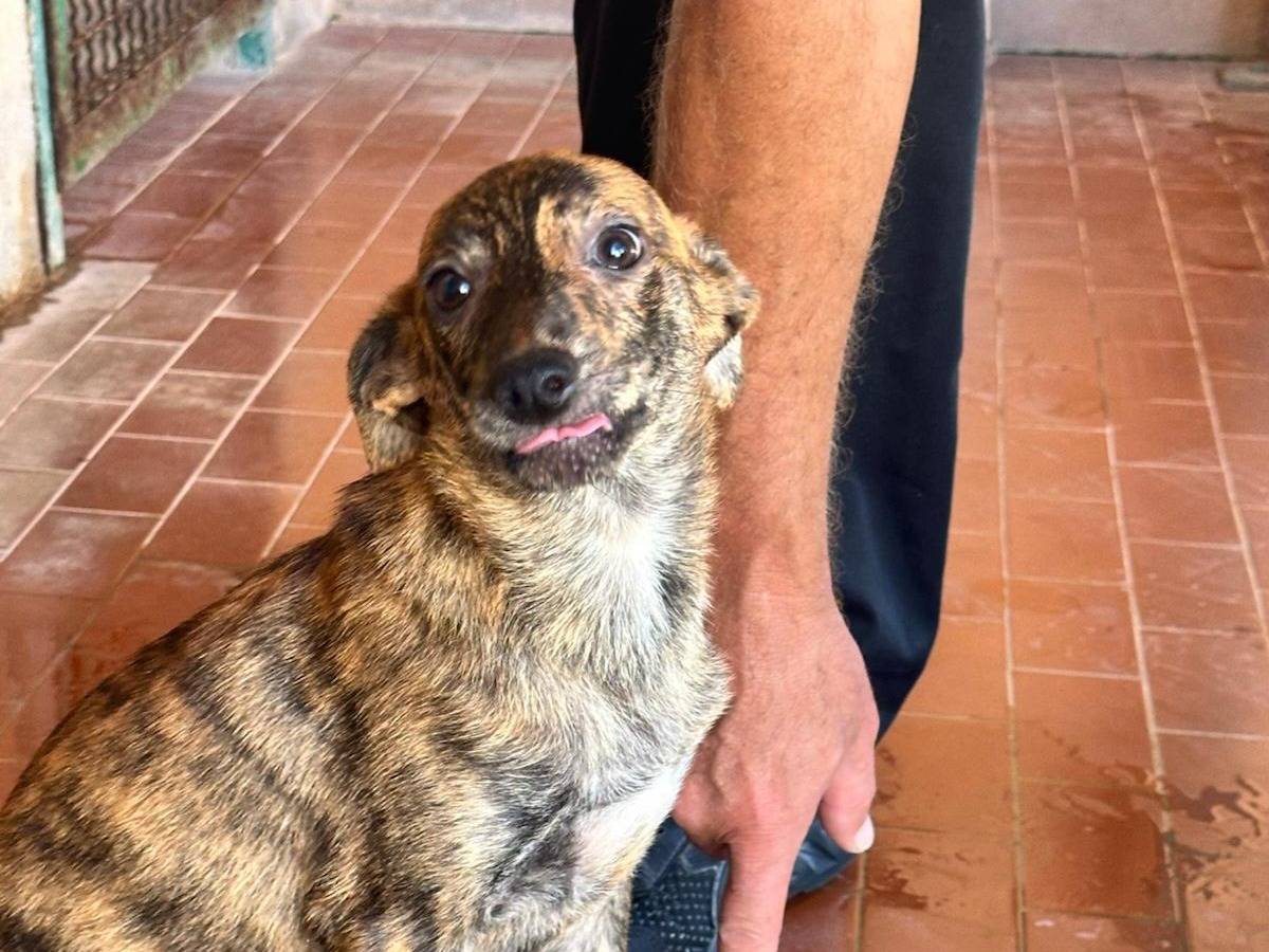 Adozione cane, femmina, Razza sconosciuta Razza sconosciuta, 3 mesi, taglia piccola, Trapani
