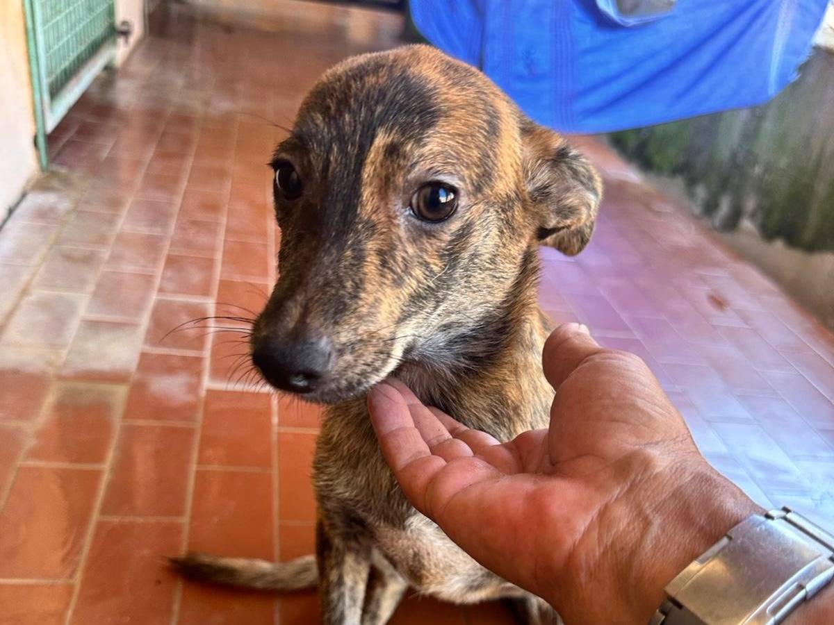 Adotta un cane, femmina, 3 mesi, Trapani
