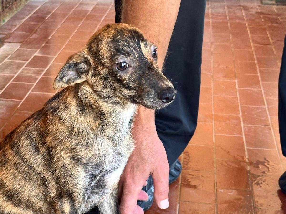 Adotta un cane, taglia piccola, femmina, Trapani