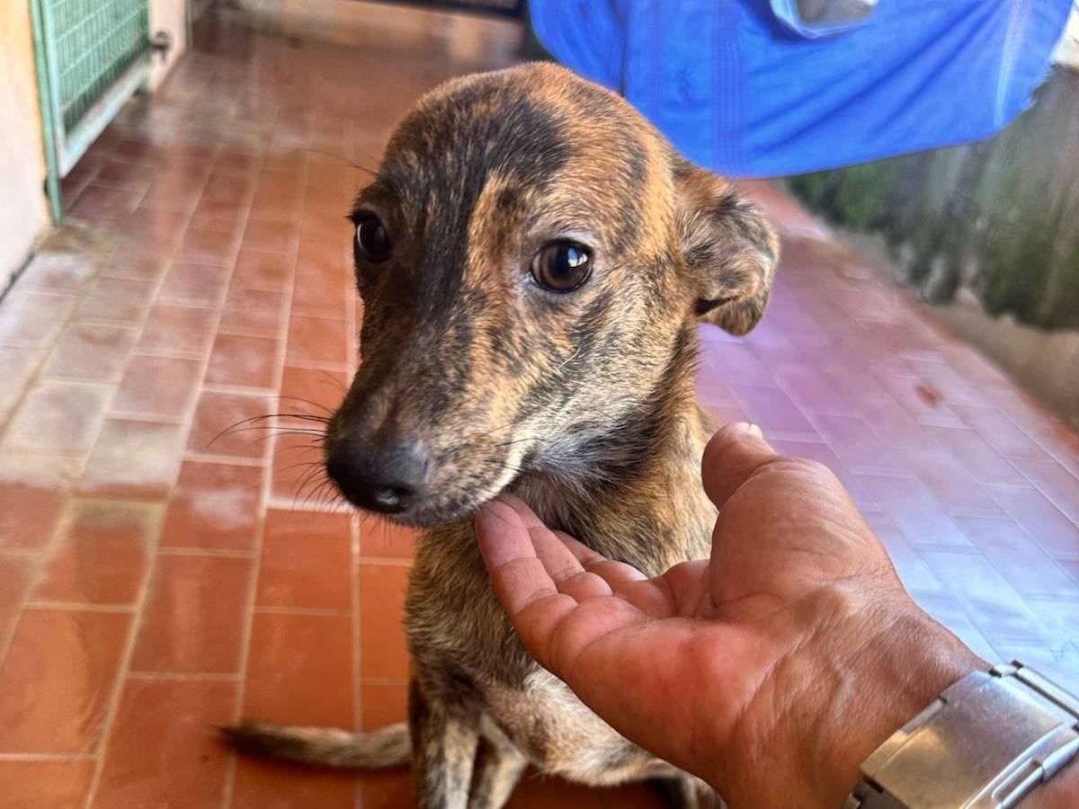Vuoi adottare un cane a Trapani?