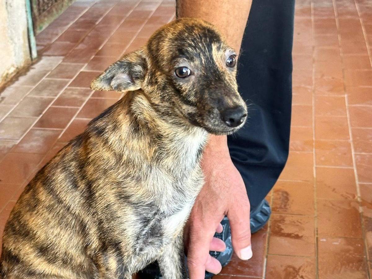 Adotta il cane Vespa a Trapani