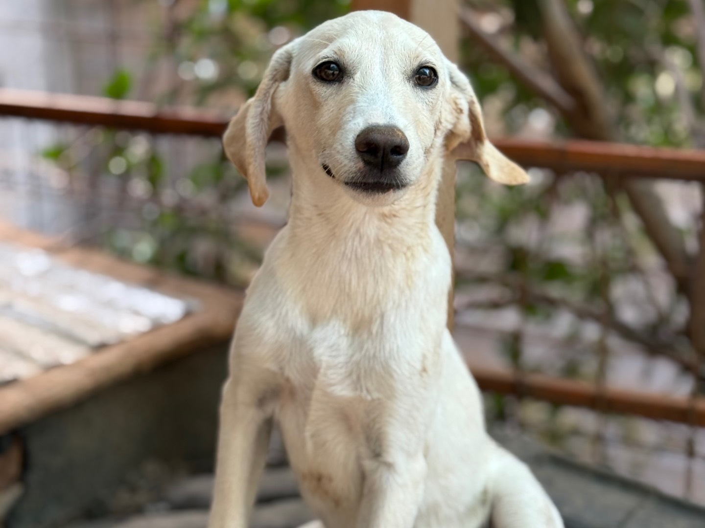 Adotta un cane, maschio, 3 mesi, Catanzaro