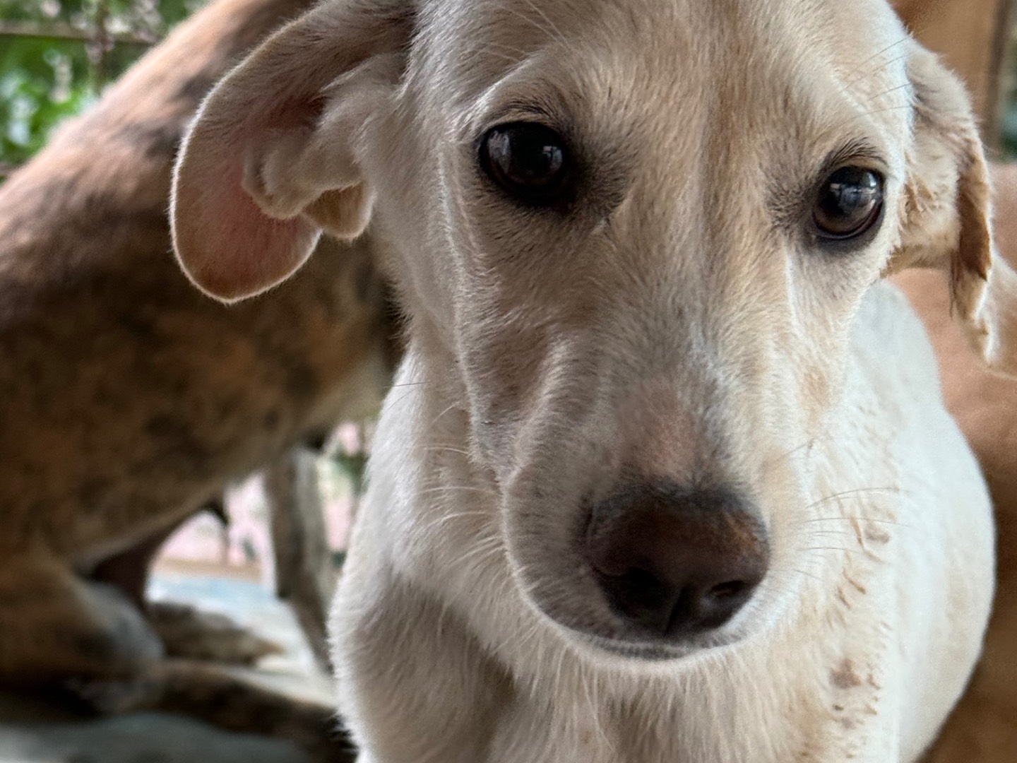 Adotta un cane, taglia media contenuta, maschio, Catanzaro