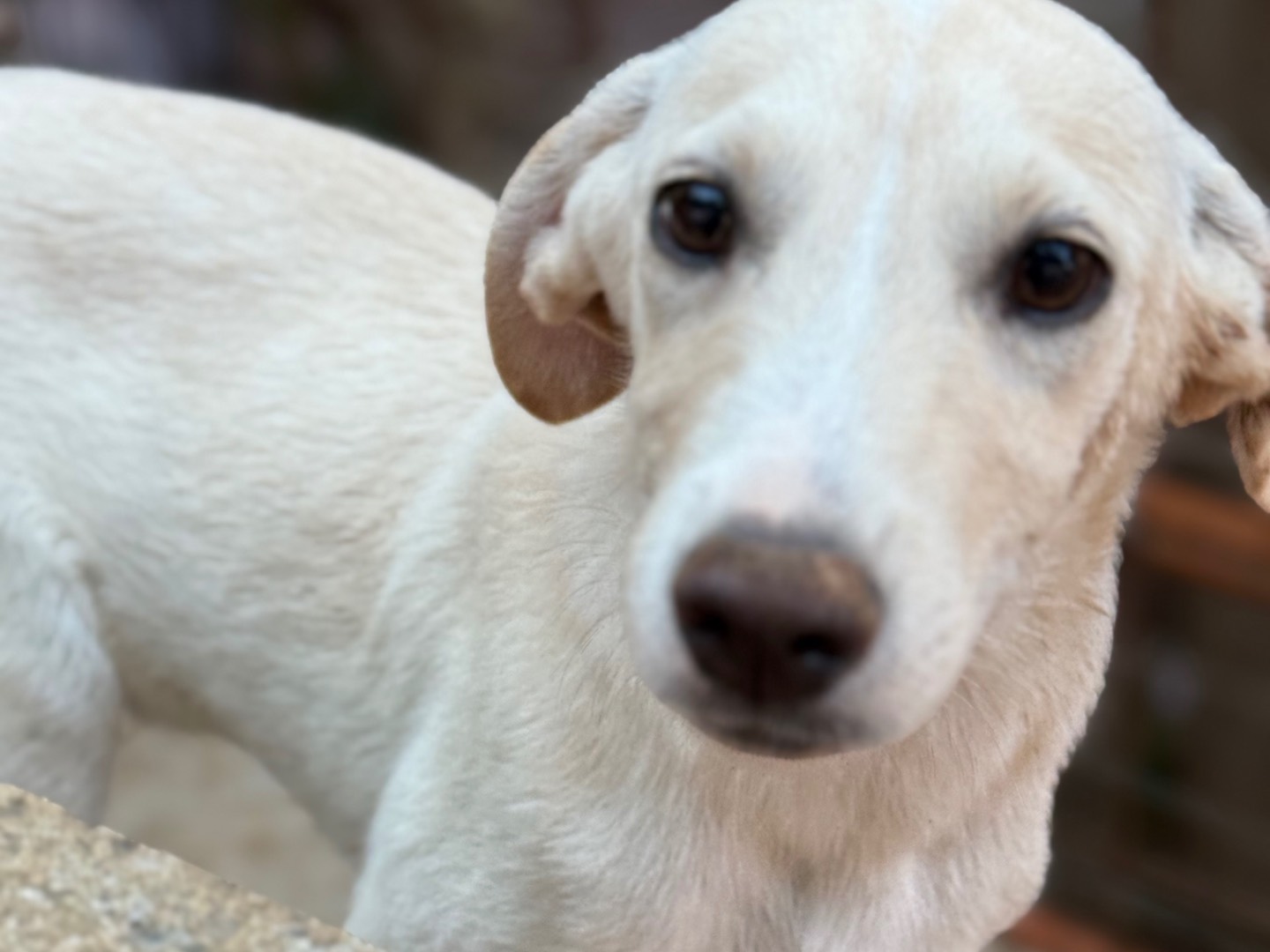 Vuoi adottare un cane a Catanzaro?
