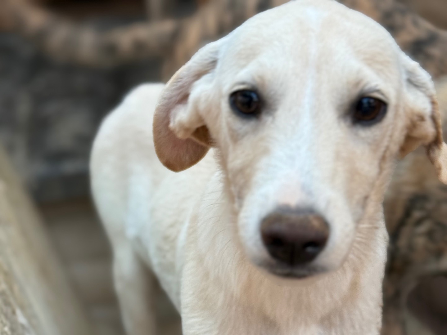 Adotta il cane Balùuu a Catanzaro