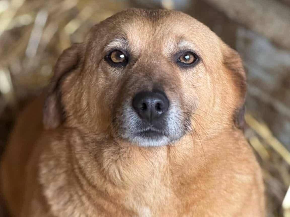 Adozione cane, maschio, Razza sconosciuta Razza sconosciuta, 4 anni e 8 mesi, taglia media contenuta, Firenze