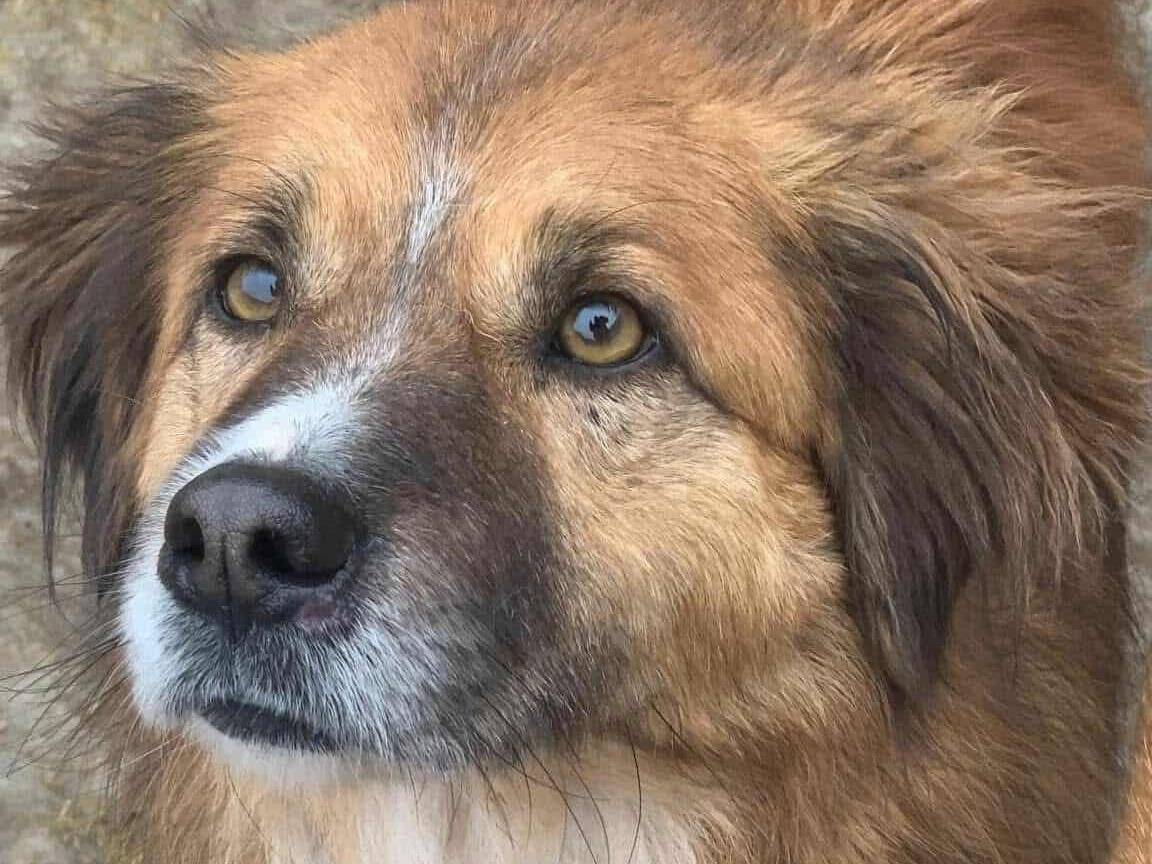 Adotta un cane, maschio, 4 anni e 8 mesi, Firenze