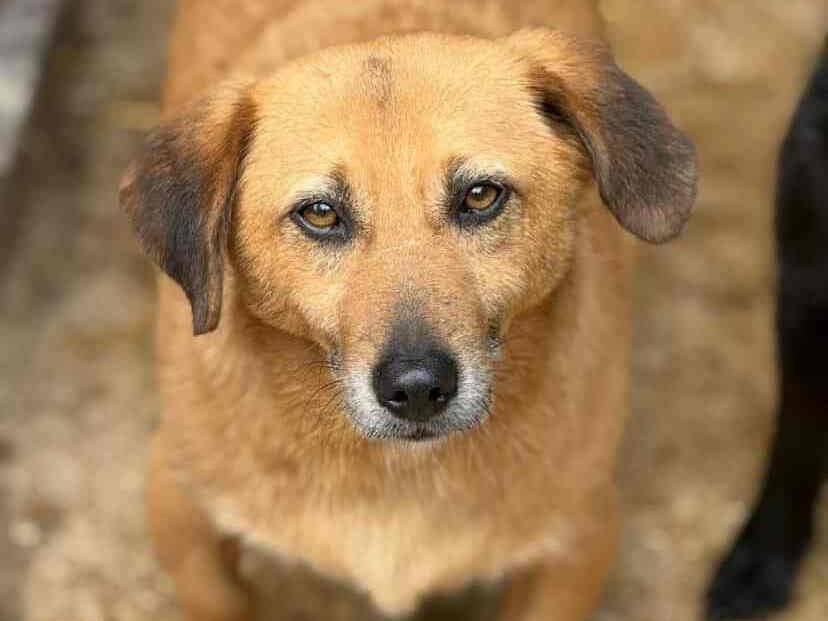 Adotta un cane, taglia media contenuta, maschio, Firenze