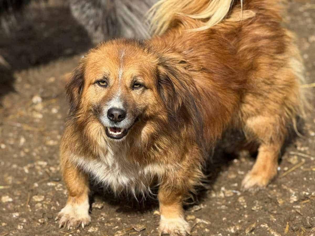 Vuoi adottare un cane a Firenze?