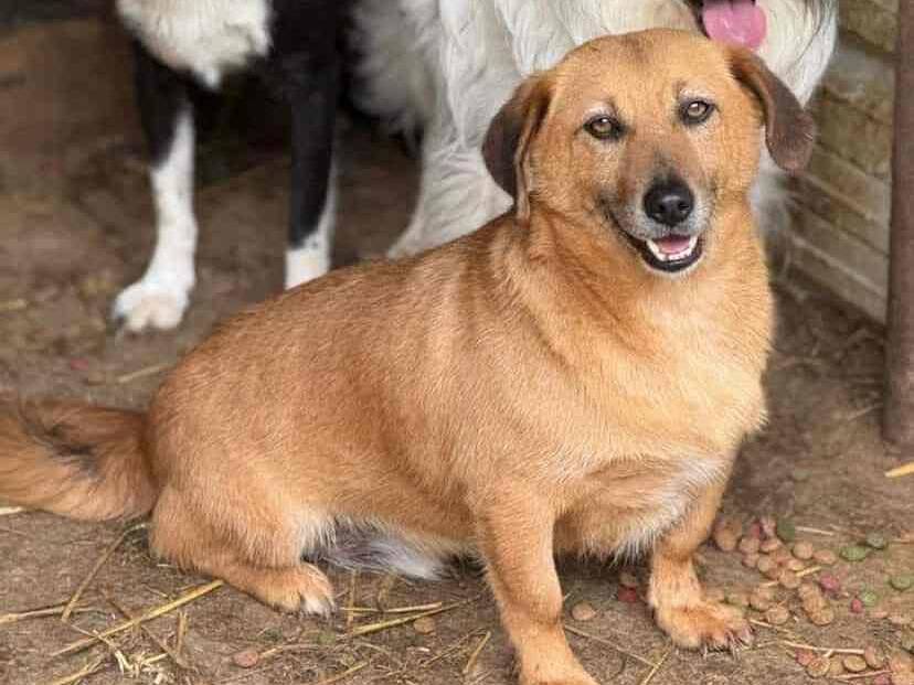 Adotta il cane WINNIE e RED a Firenze