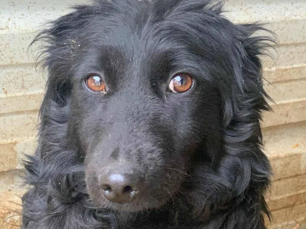 Adozione cane, femmina, Razza sconosciuta Razza sconosciuta, 1 anno e 11 mesi, taglia media contenuta, Firenze