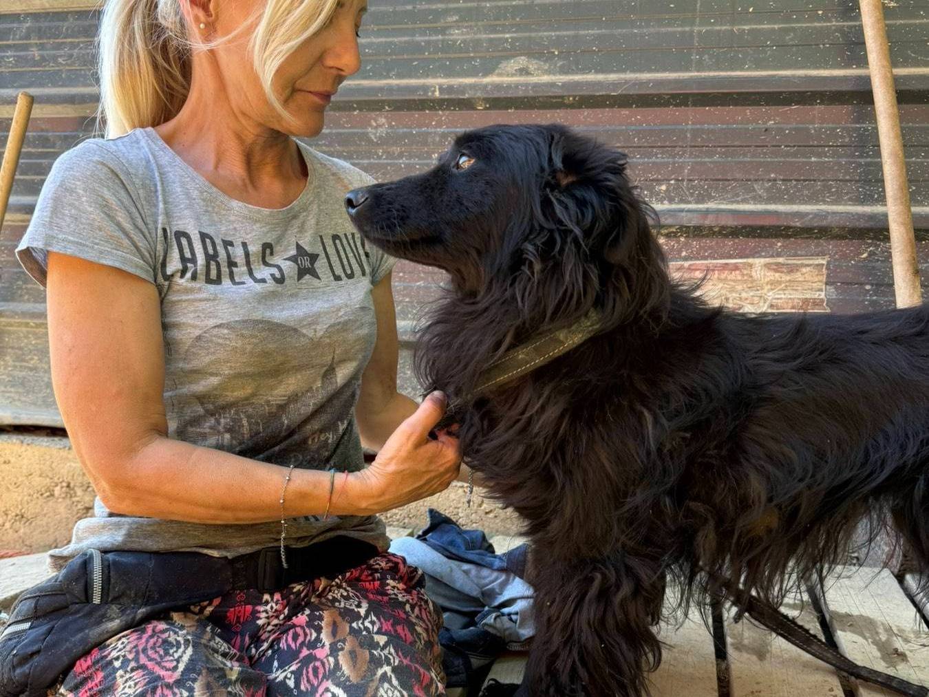 Adotta un cane, femmina, 1 anno e 11 mesi, Firenze