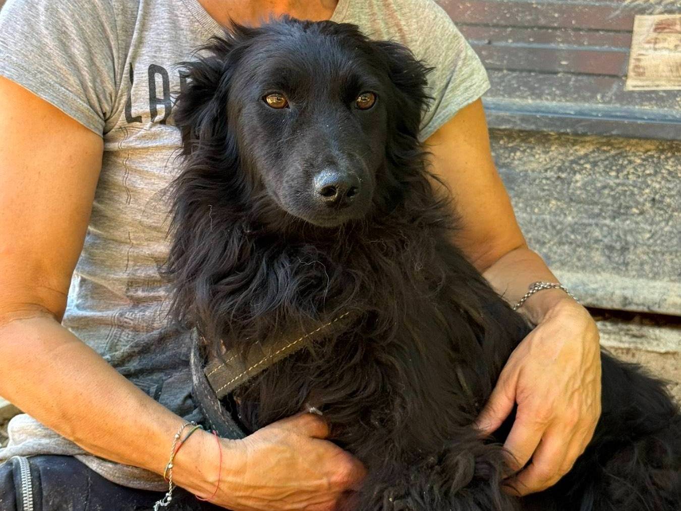 Adotta un cane, taglia media contenuta, femmina, Firenze