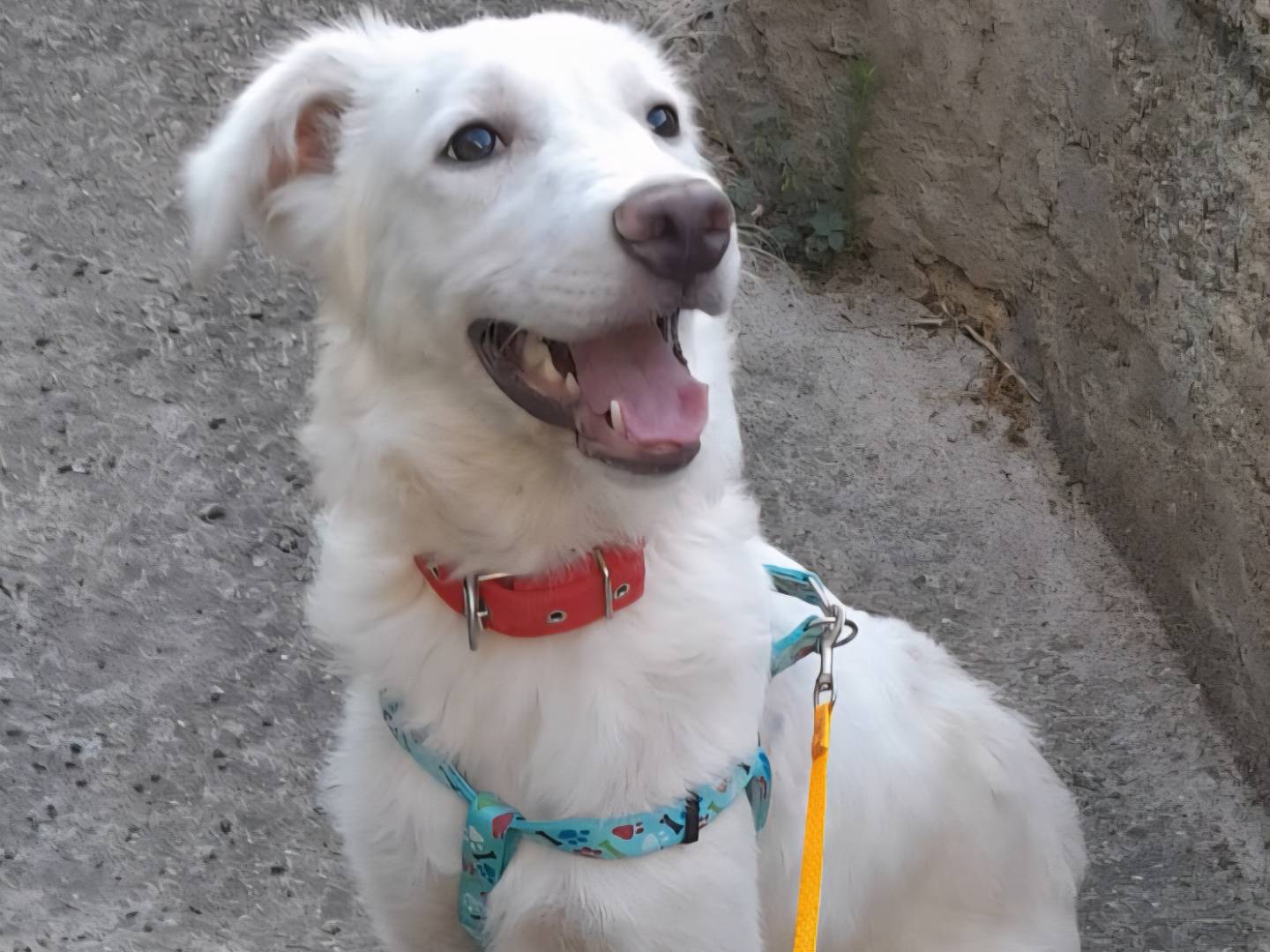 Adozione cane, femmina, Razza sconosciuta Razza sconosciuta, 4 mesi, taglia media, Varese