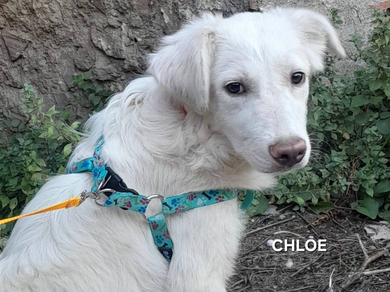 Adotta un cane, femmina, 4 mesi, Varese