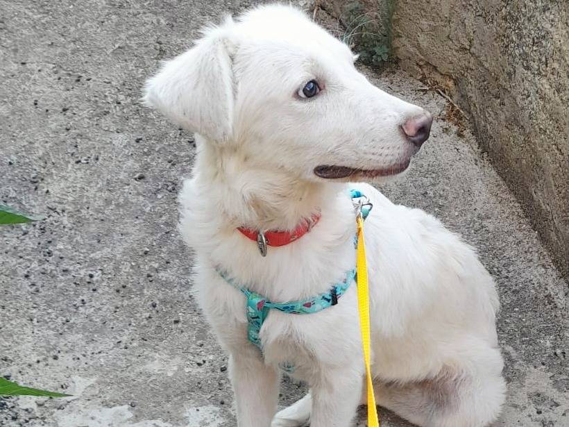 Adotta un cane, taglia media, femmina, Varese
