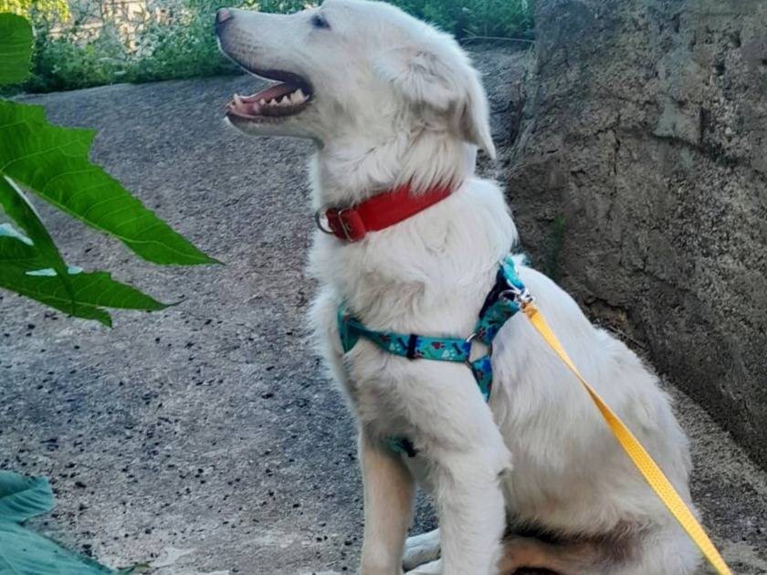 Vuoi adottare un cane a Varese?