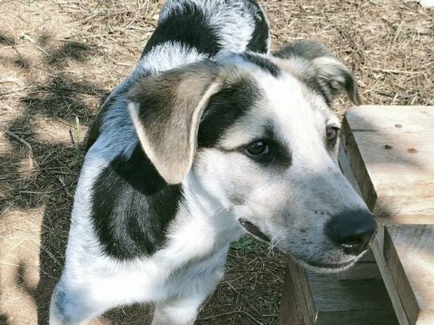 Vuoi adottare un cane a Varese?