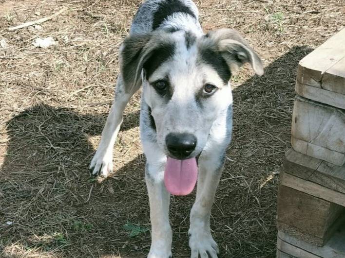 Adotta il cane UNA MAMMA PER SOLE a Varese