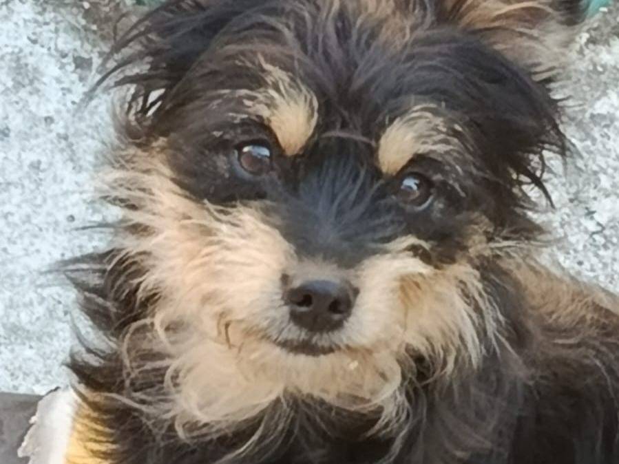 Vuoi adottare un cane a Varese?