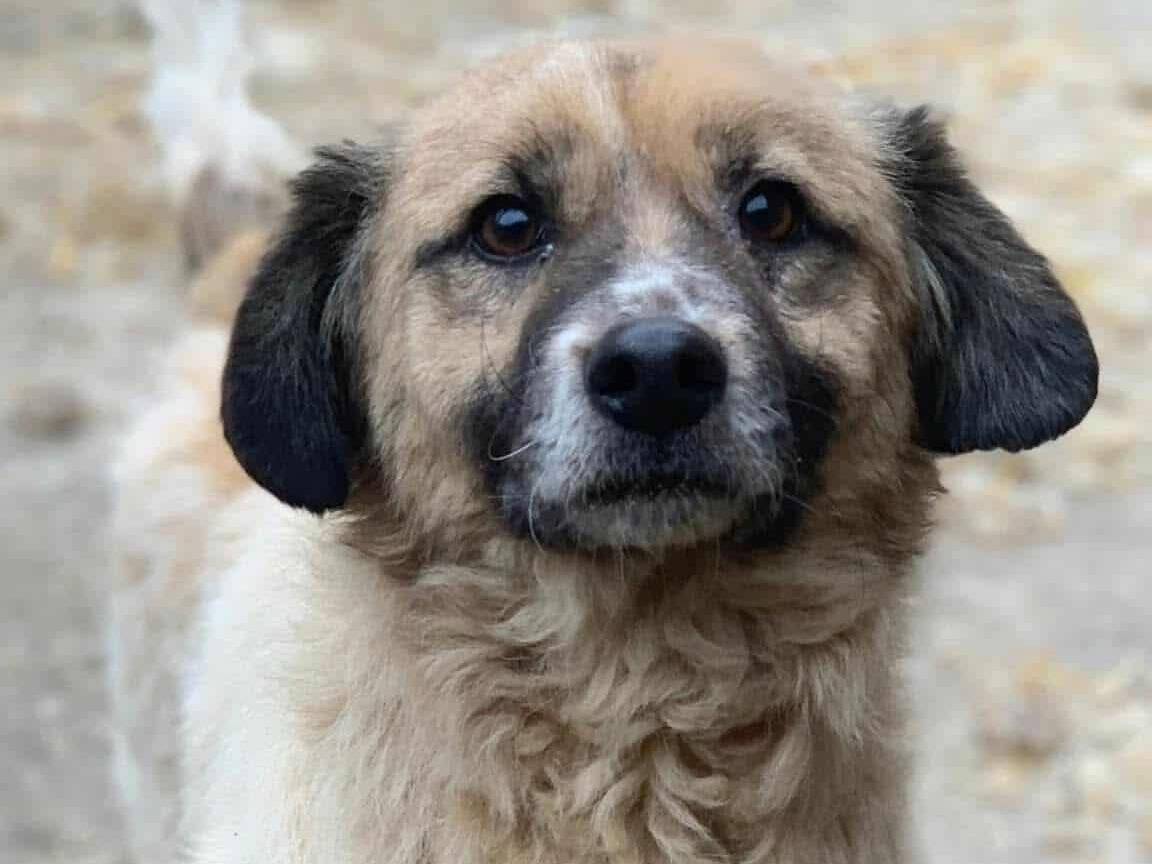 Adozione cane, maschio, Razza sconosciuta Razza sconosciuta, 4 anni e 11 mesi, taglia media, Firenze