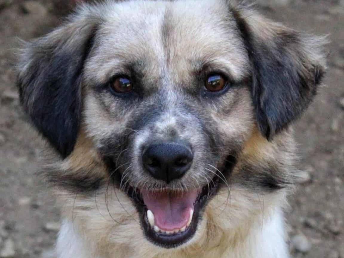Adotta un cane, maschio, 4 anni e 11 mesi, Firenze